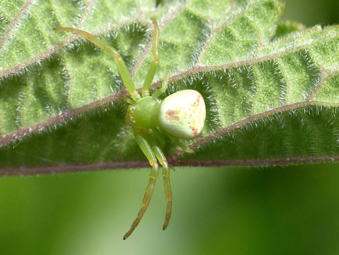 Carrellata di Ebrechtella tricuspidata - Roma